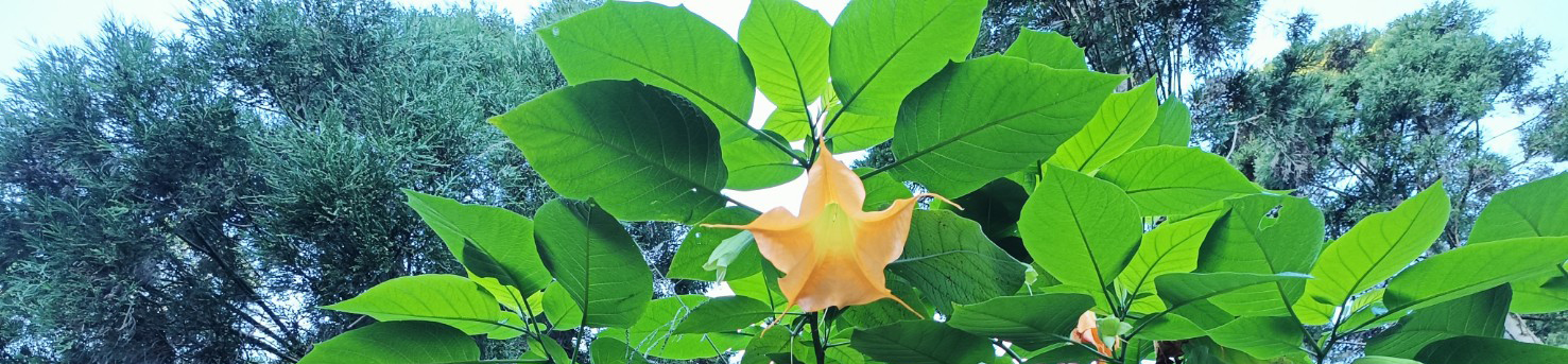 13層白光LED罐頭山